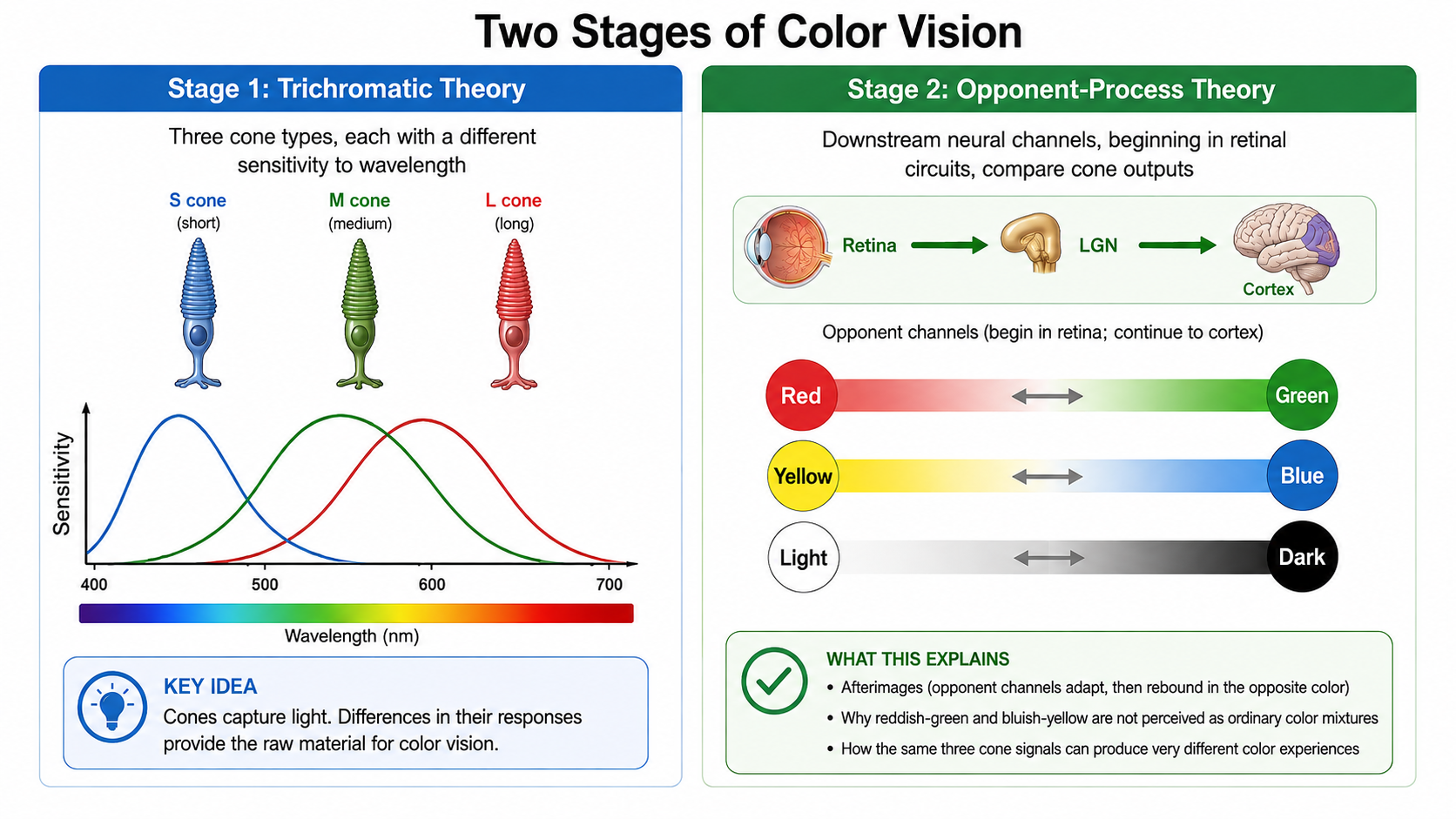 Chapter 4: Sensation & Perception — General Psychology